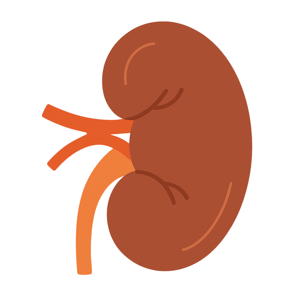 Kidney